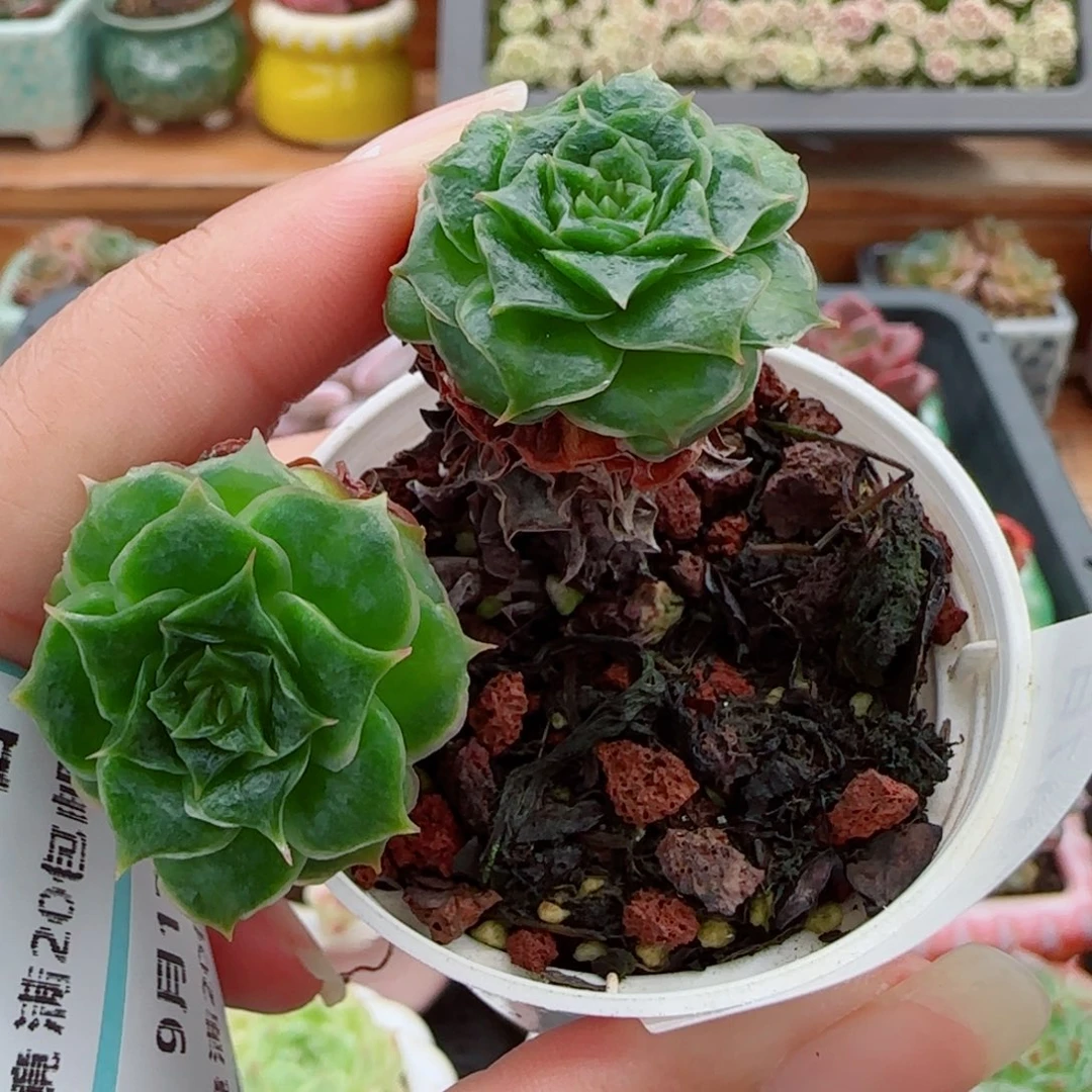 花语逸镜0917-09油漆妖娆