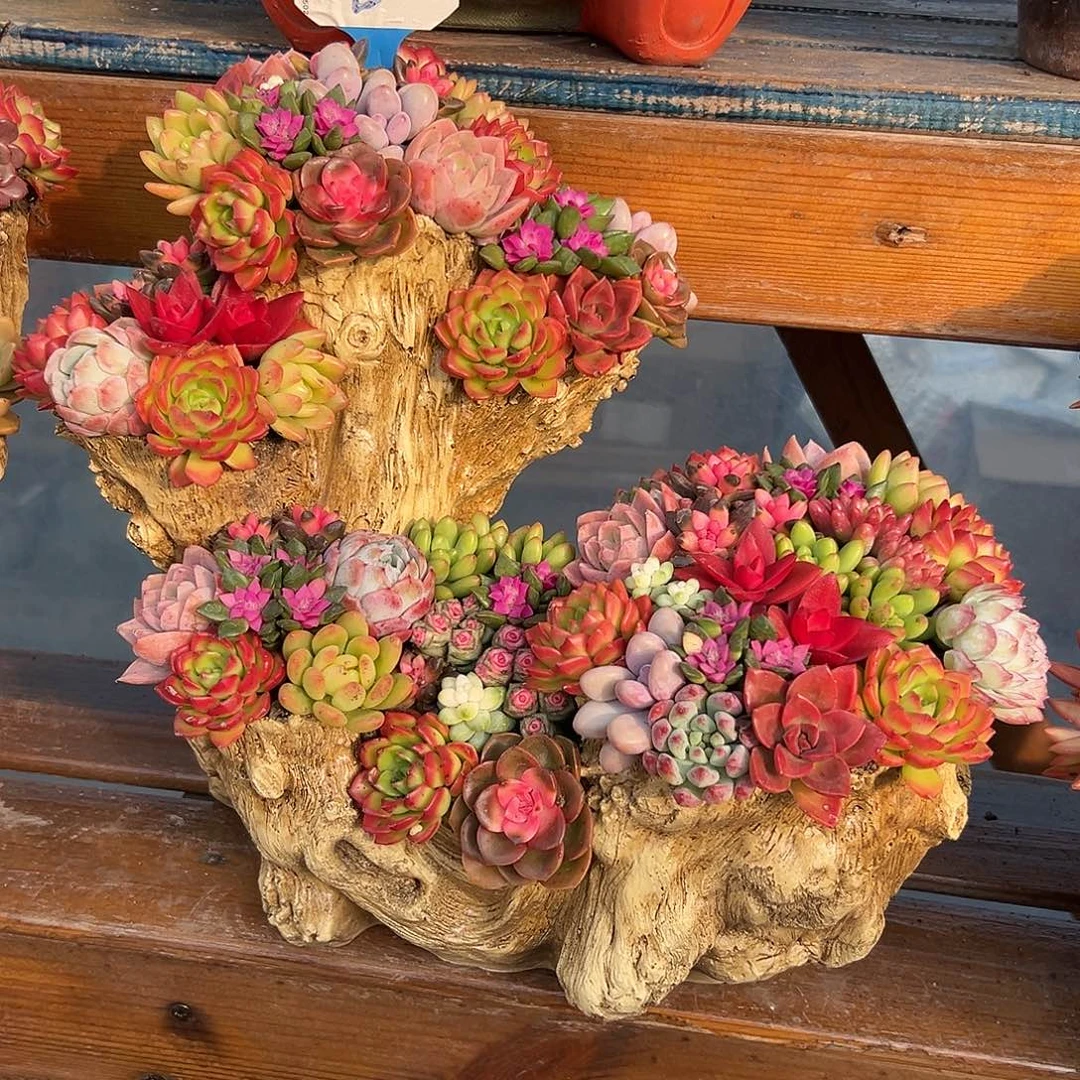 大号花园木桩多肉组合花园