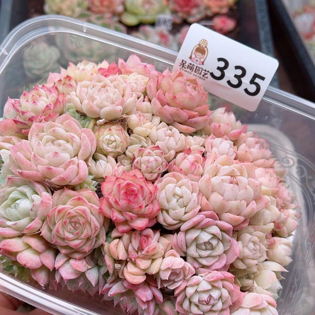 多肉植物多肉植物