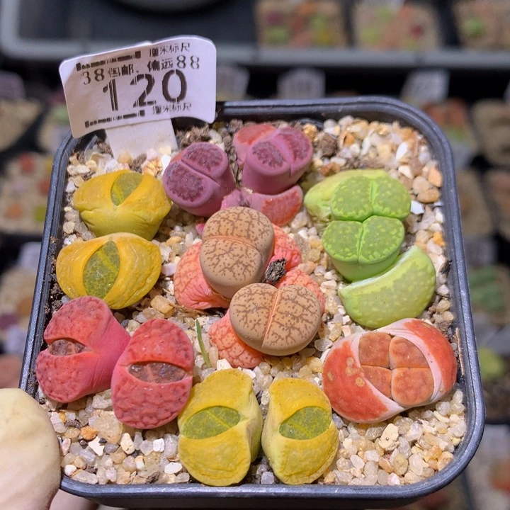 Sss精品生石花120
