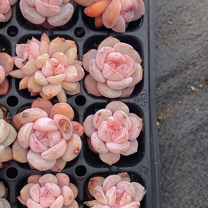 223 多肉植物盆栽花卉植物