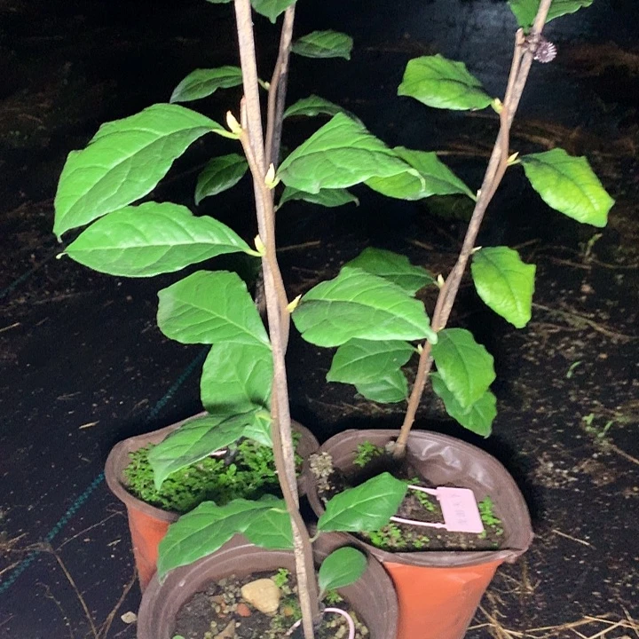 完全开放龙游天下35.8