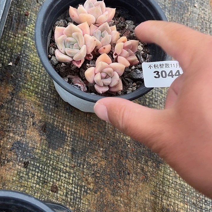 阿雅园艺。          3044千金