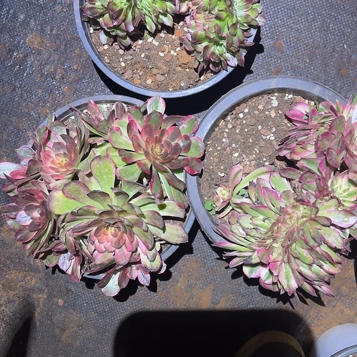 726组合掌心多肉法师锦不包售后