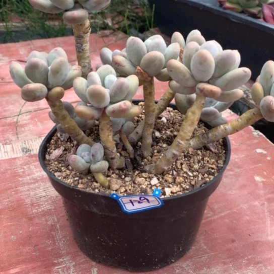 坦***乾一物一拍白美人多肉129