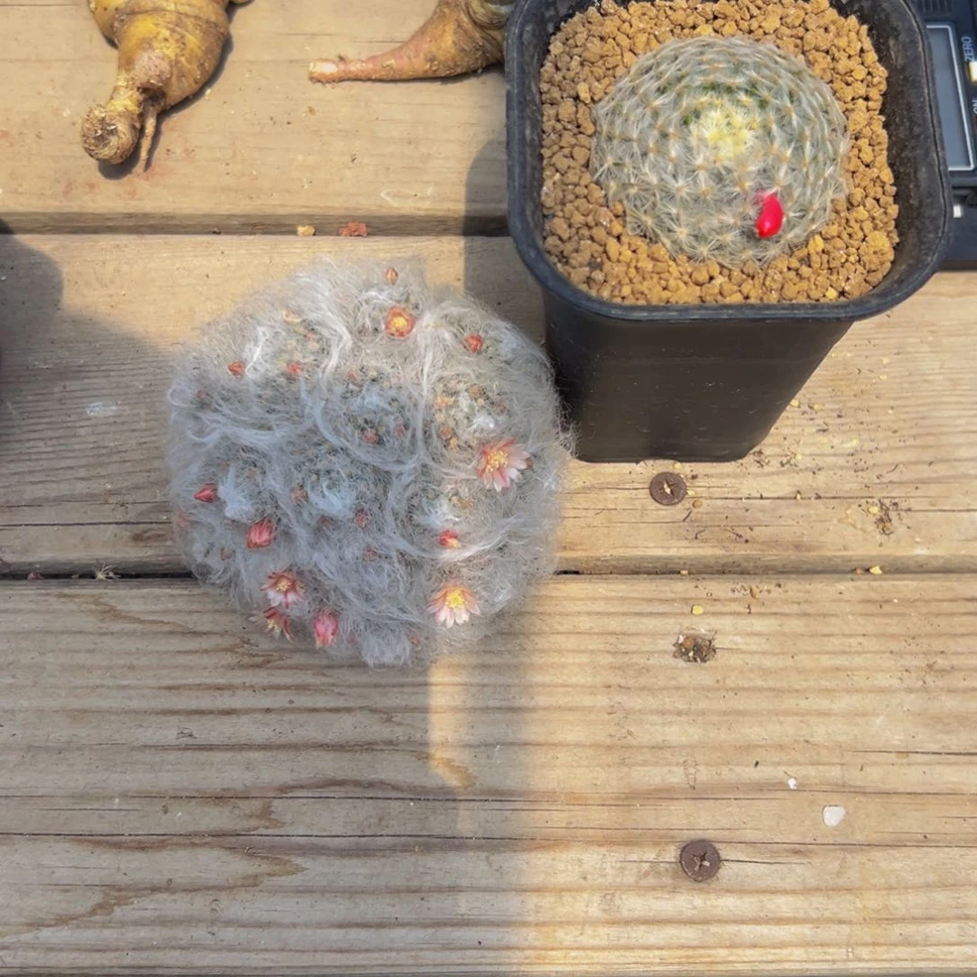 阳**光无刺白云高砂佛头明星