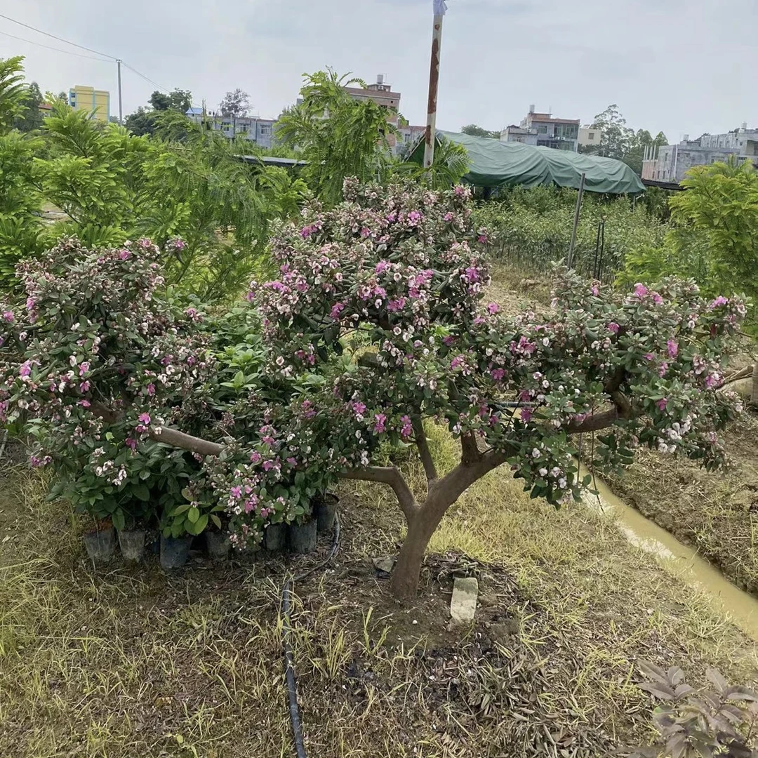 桃金娘苗山捻子苗带土带叶盆栽地栽种植