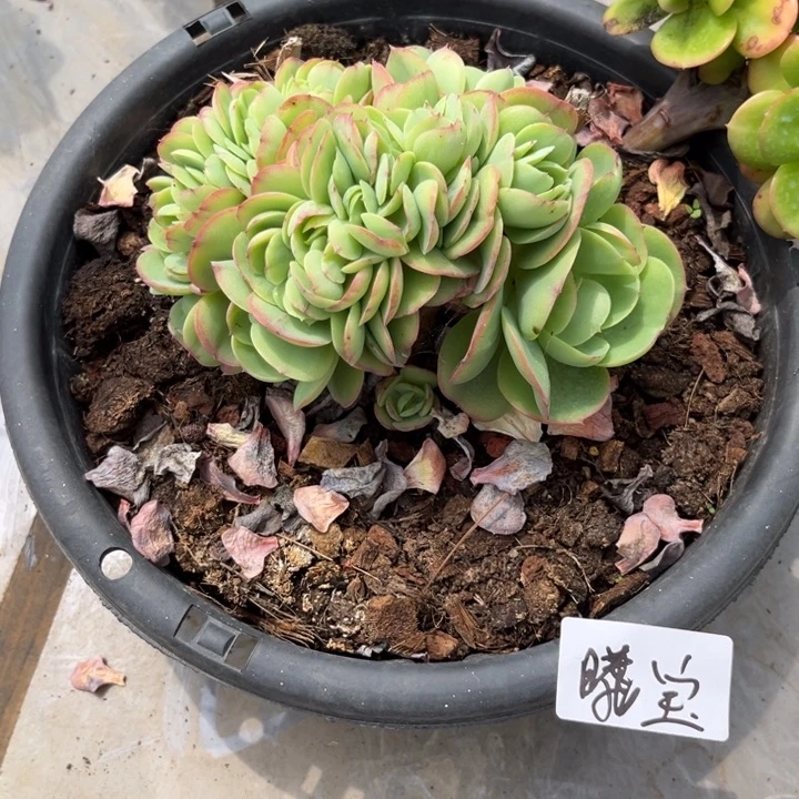 棠颂花卉一物一拍 碧桃 熙宝