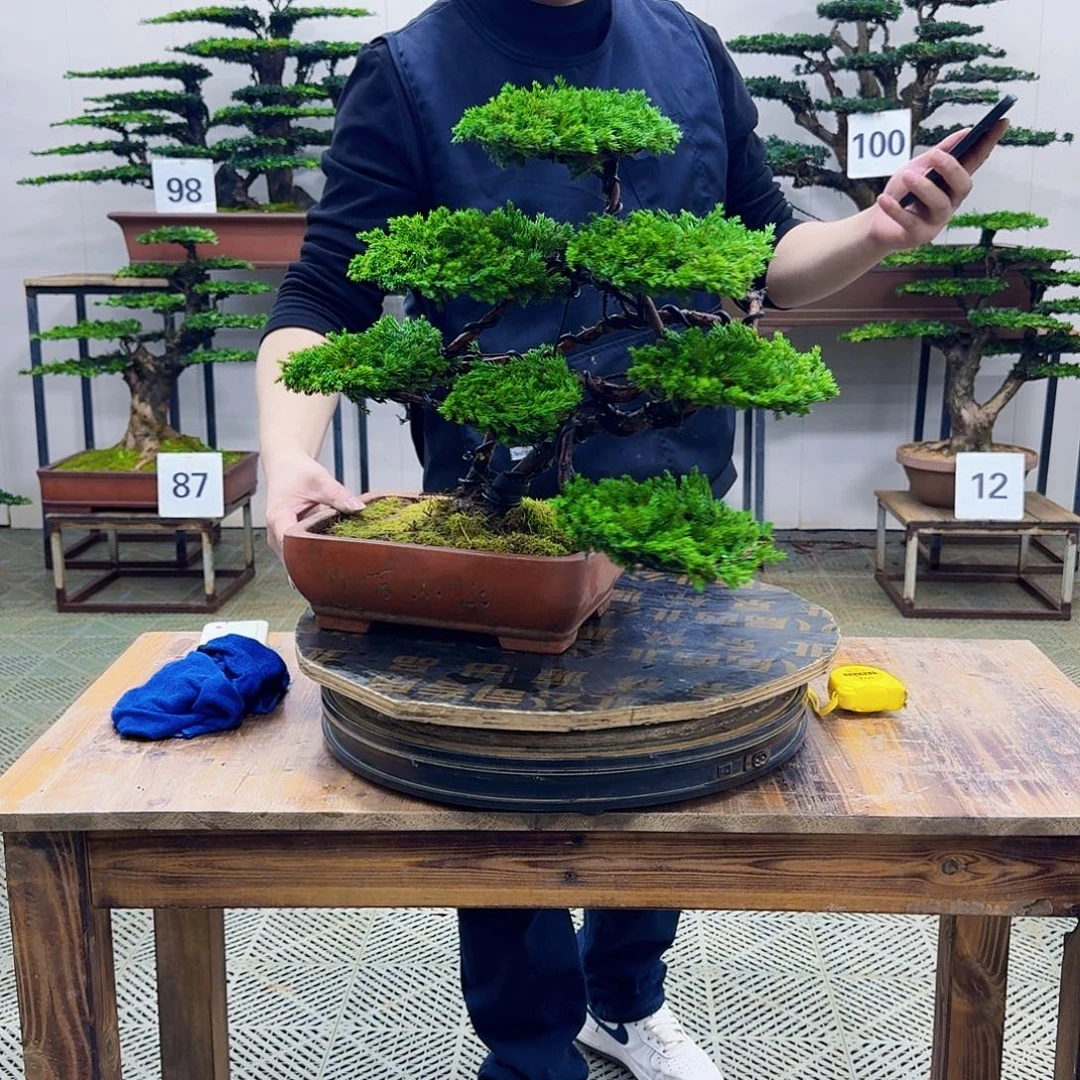 无花朵柏树造型盆景