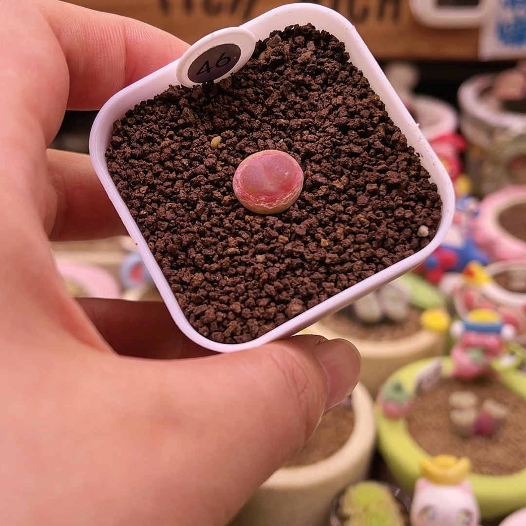 46号三年半以上大王登