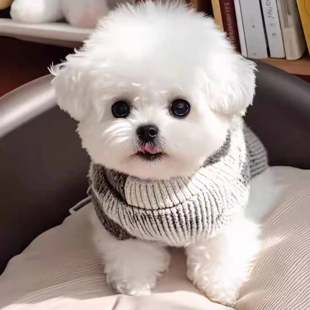 比熊博美泰迪宠物狗 柚子DD4天津市