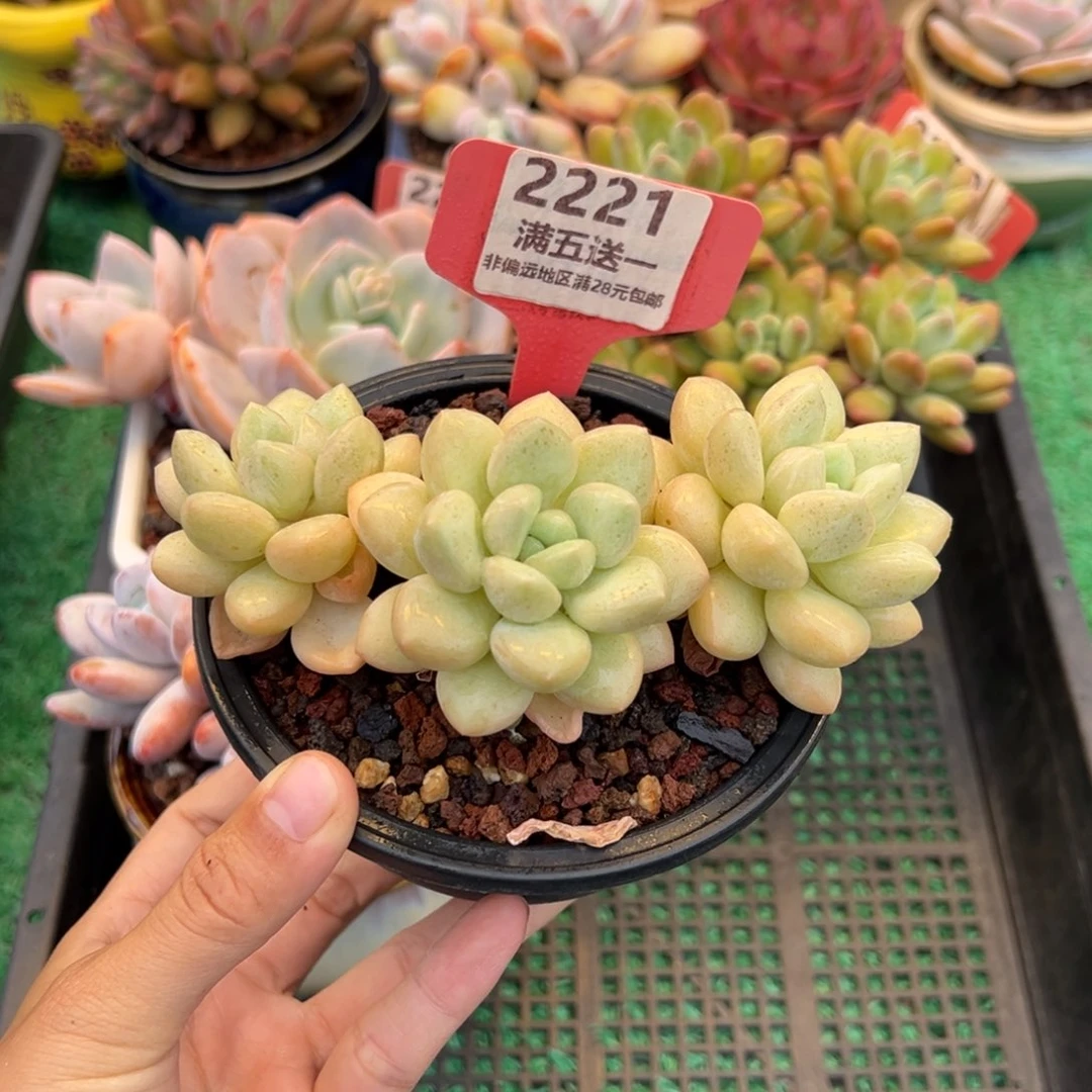 表妹精品多肉2221.