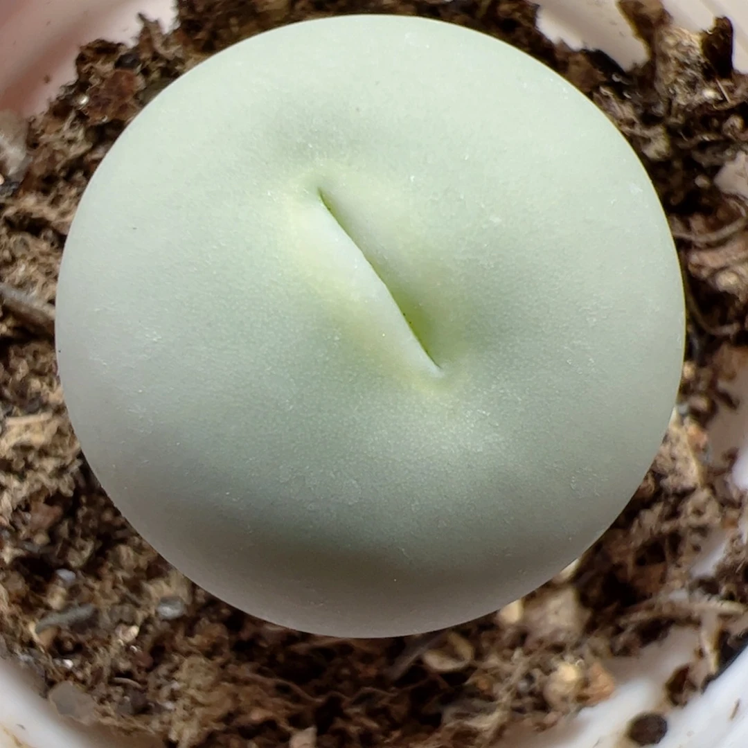 【闪购商品】109 鸽子蛋