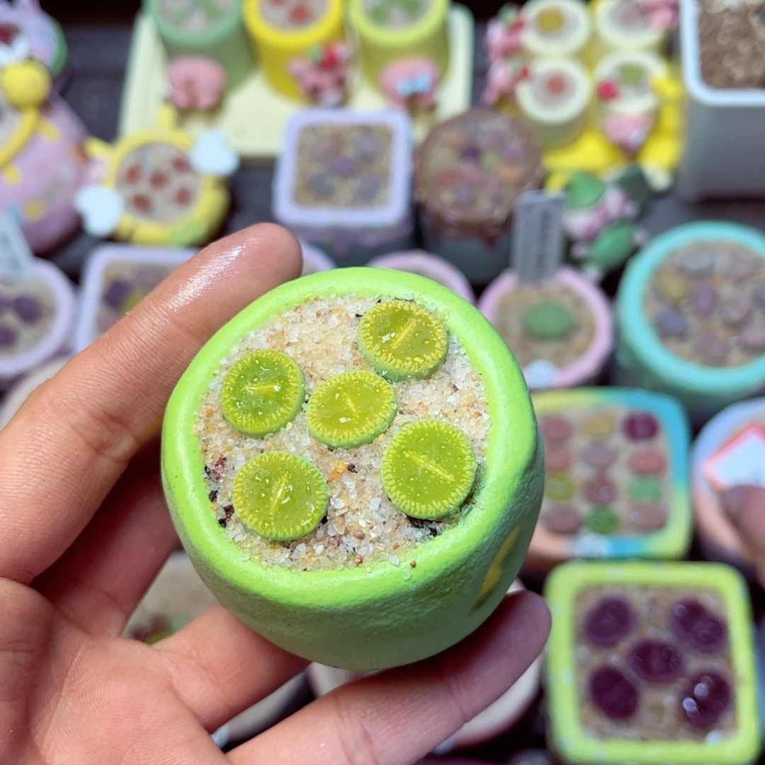 531生石花带盆发