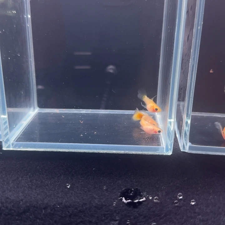 孔雀鱼黄金玻璃猫C一对