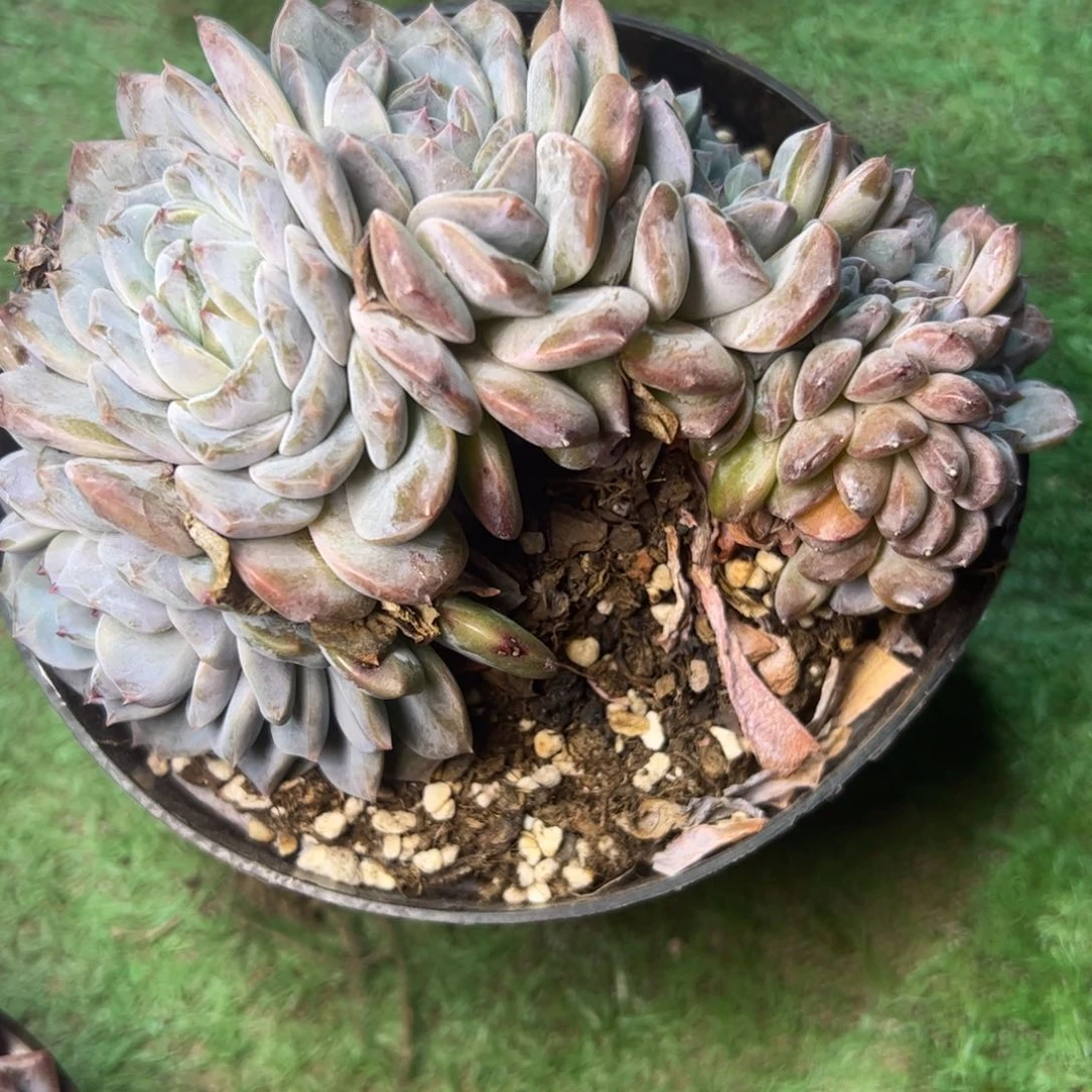 右*边暗纹多肉，一物一拍