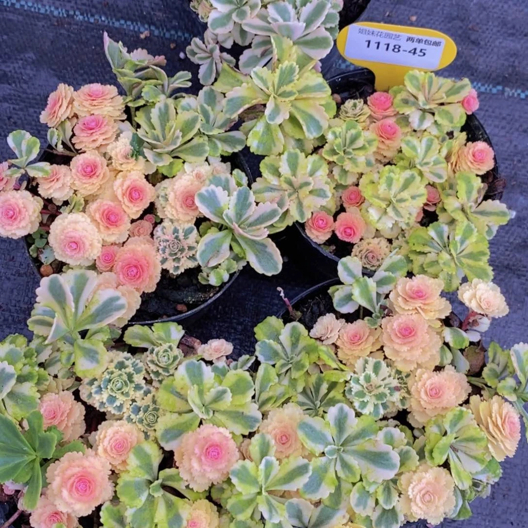 1118-45-精品母本亚特兰蒂斯锦多头群一个