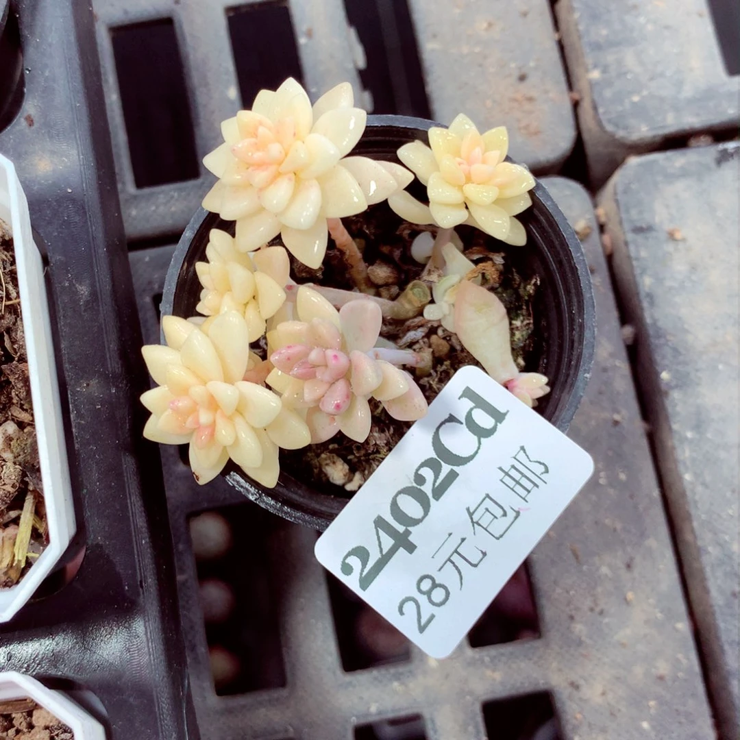 5厘米盆精控多肉2402