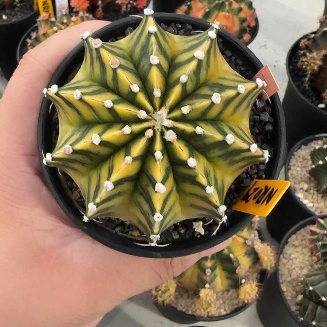 NR029-1224泰国米哈多肉