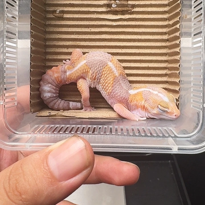 肥尾守宫130封顶京东包邮！