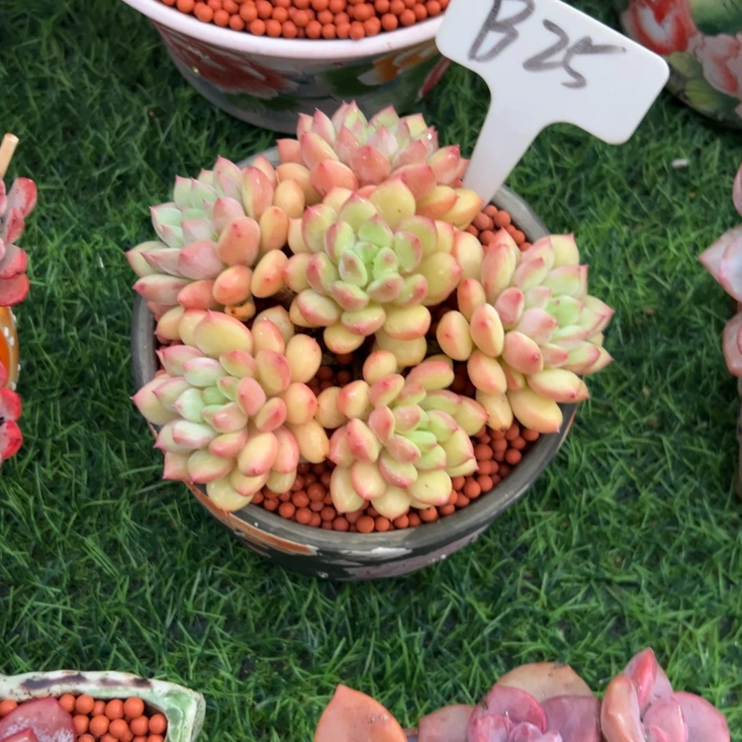 G***g手捧花圆叶美人带盆