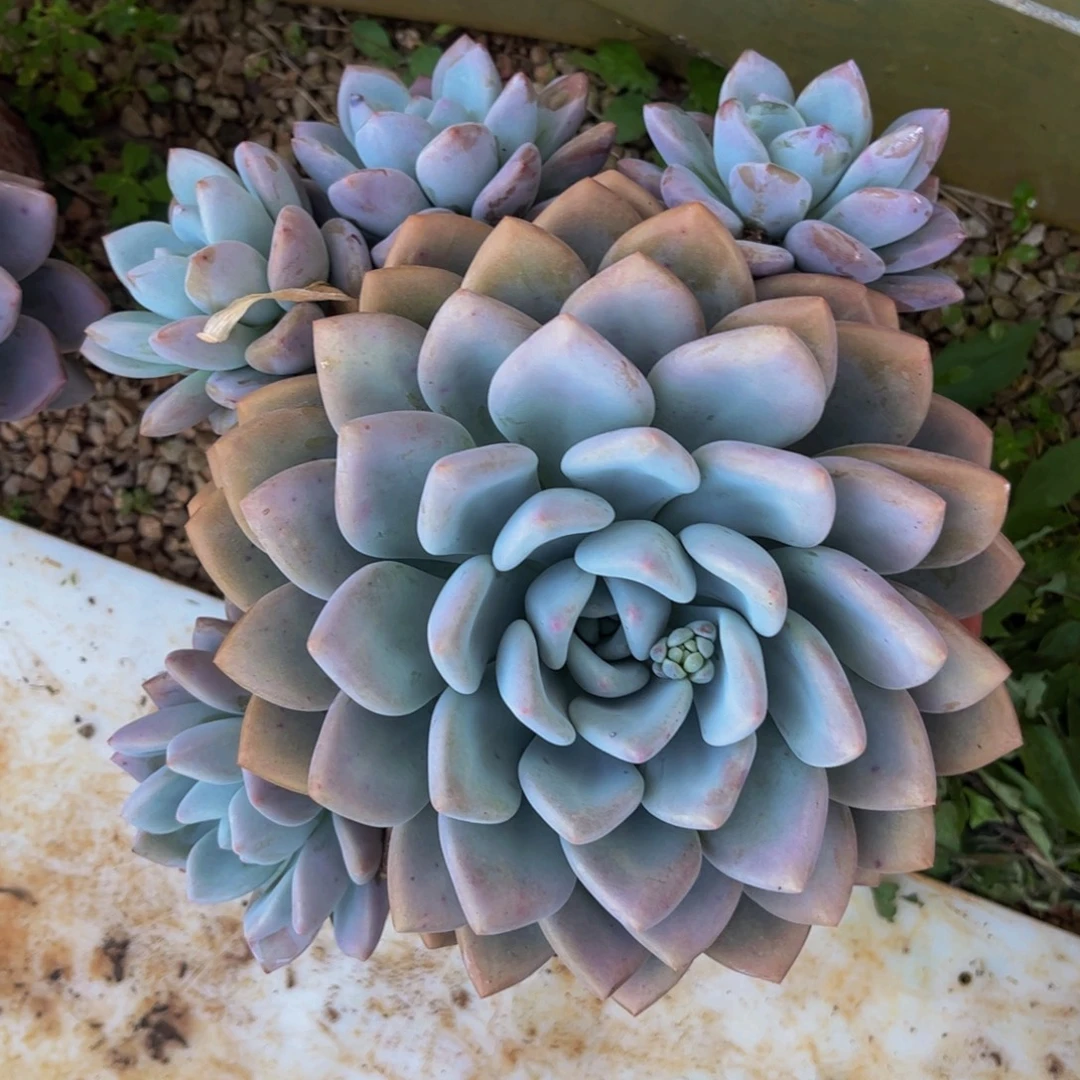 新疆西藏内蒙不发货，奥普