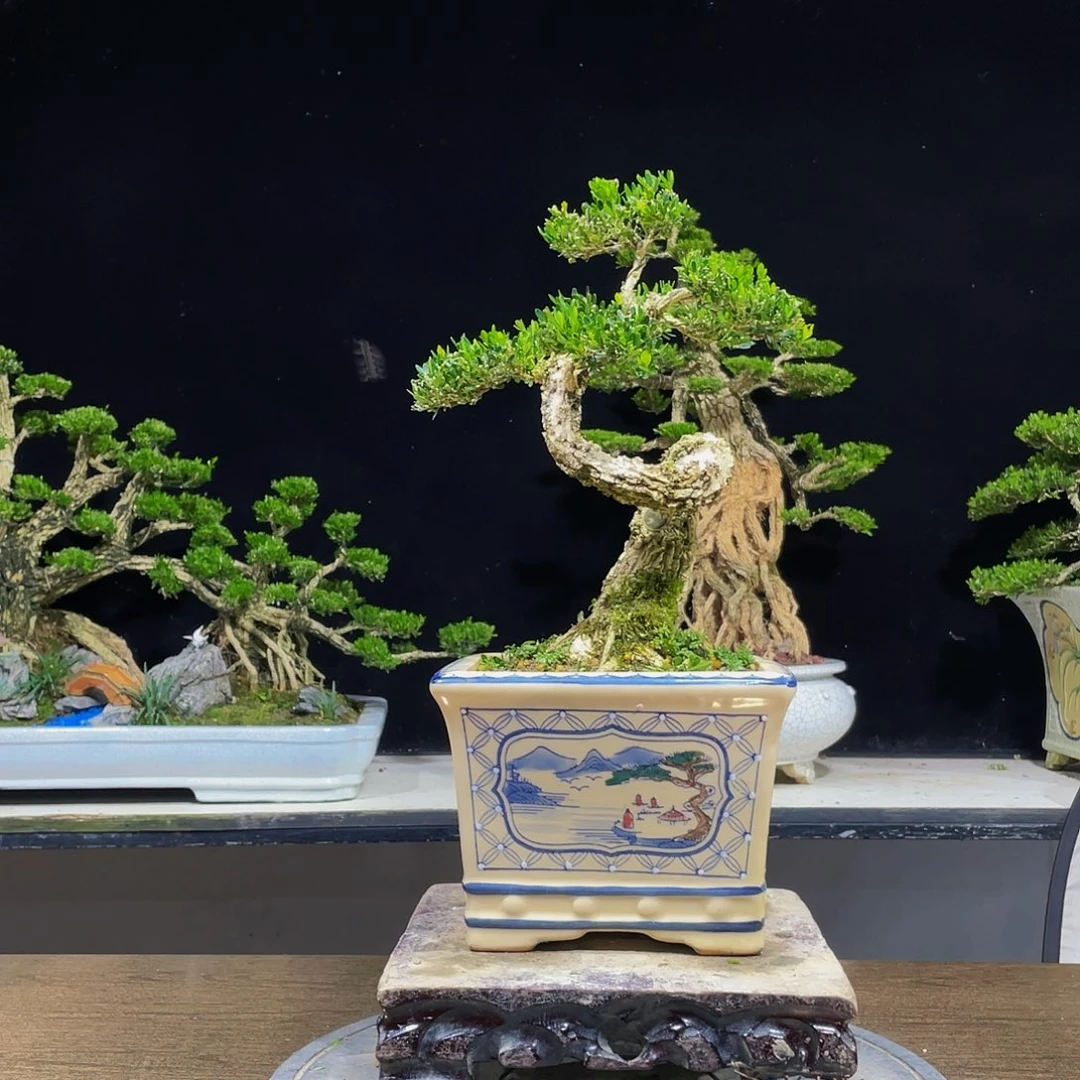 黄杨盆景四季常青