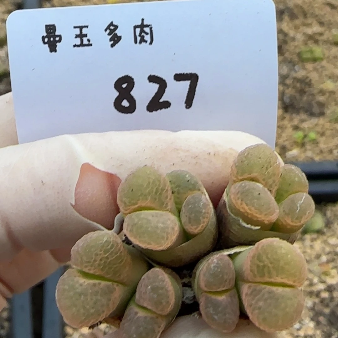 呦**ζ多肉多肉多肉3.30-827