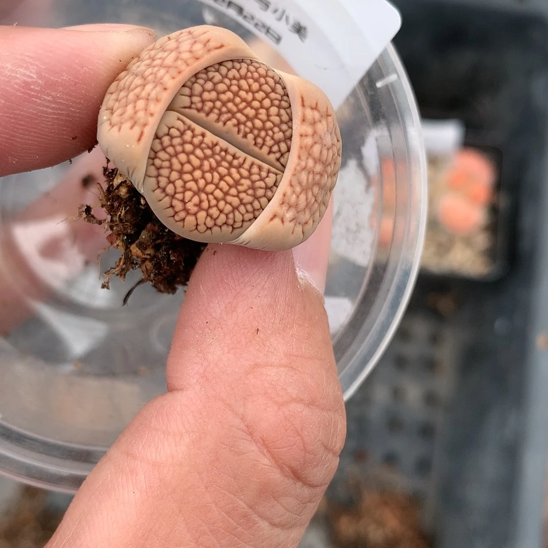 X112多肉植物保护