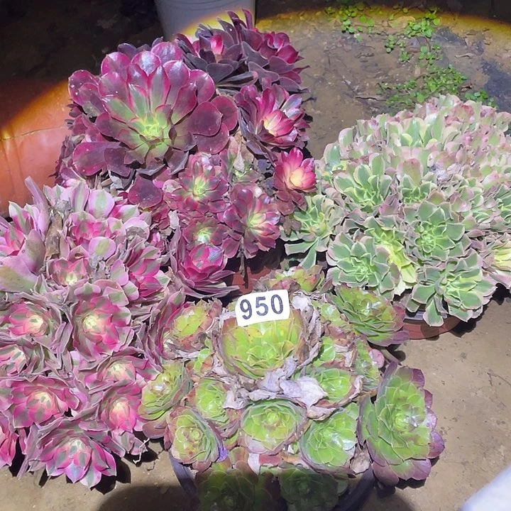 多肉植物断枝不包的950法师4颗