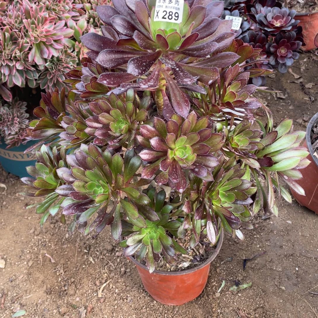 289黑法师多肉法师断枝不包