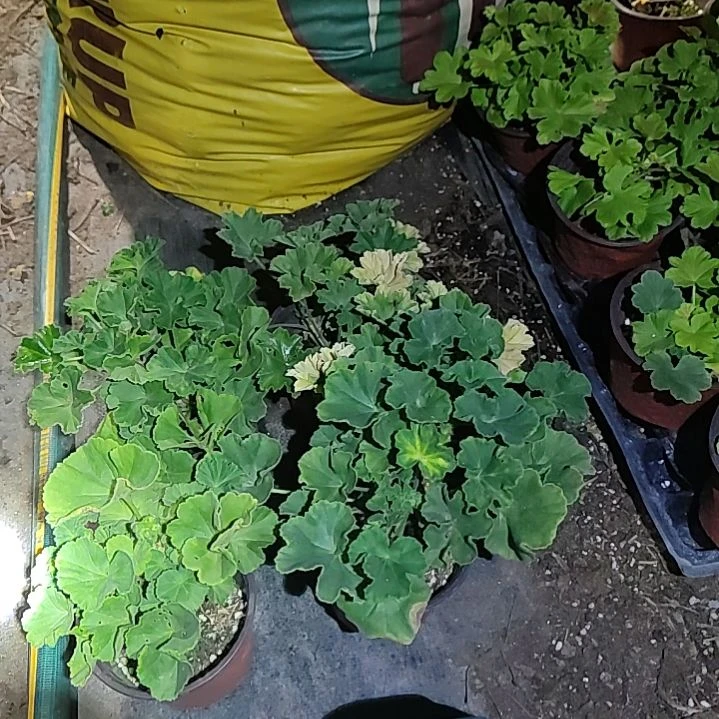 无花朵艾斯菲尔，克莉丝汀娜
