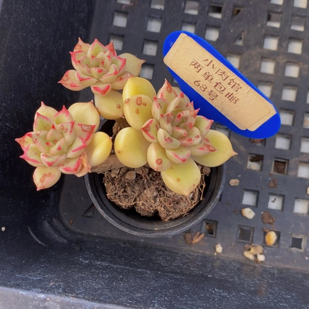 68-精品老桩油漆桶群一个