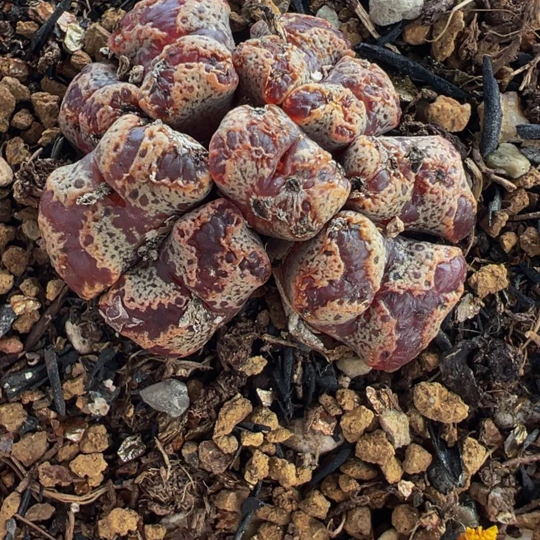 521多肉植物种类多样