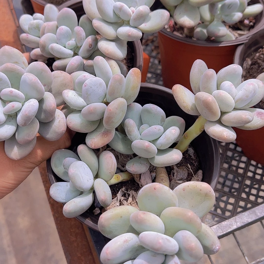 原始奶精品大盆老桩二盆