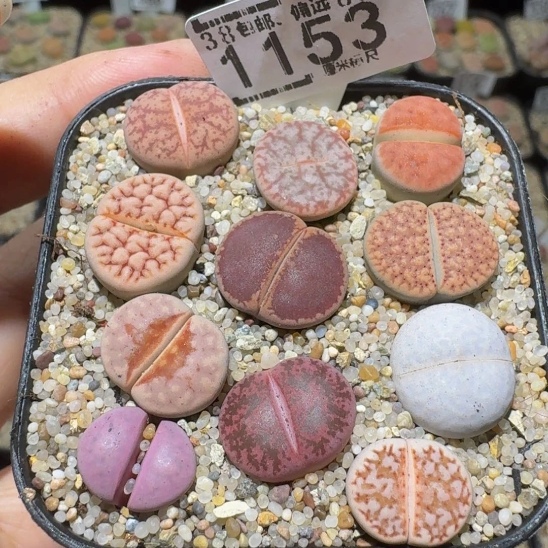 Ssss精品生石花1153