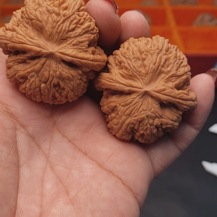 核桃大粗筋43尺核桃
