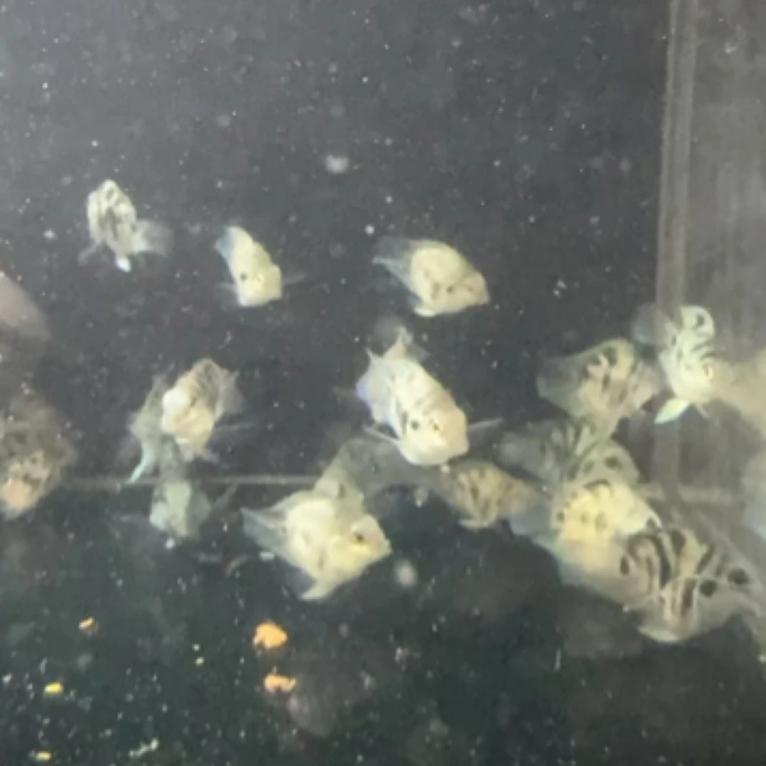 迷你鹦鹉宝蓝压成2条（福袋专用）