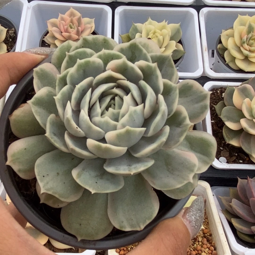 645昂丝诺锦锦锦锦锦锦