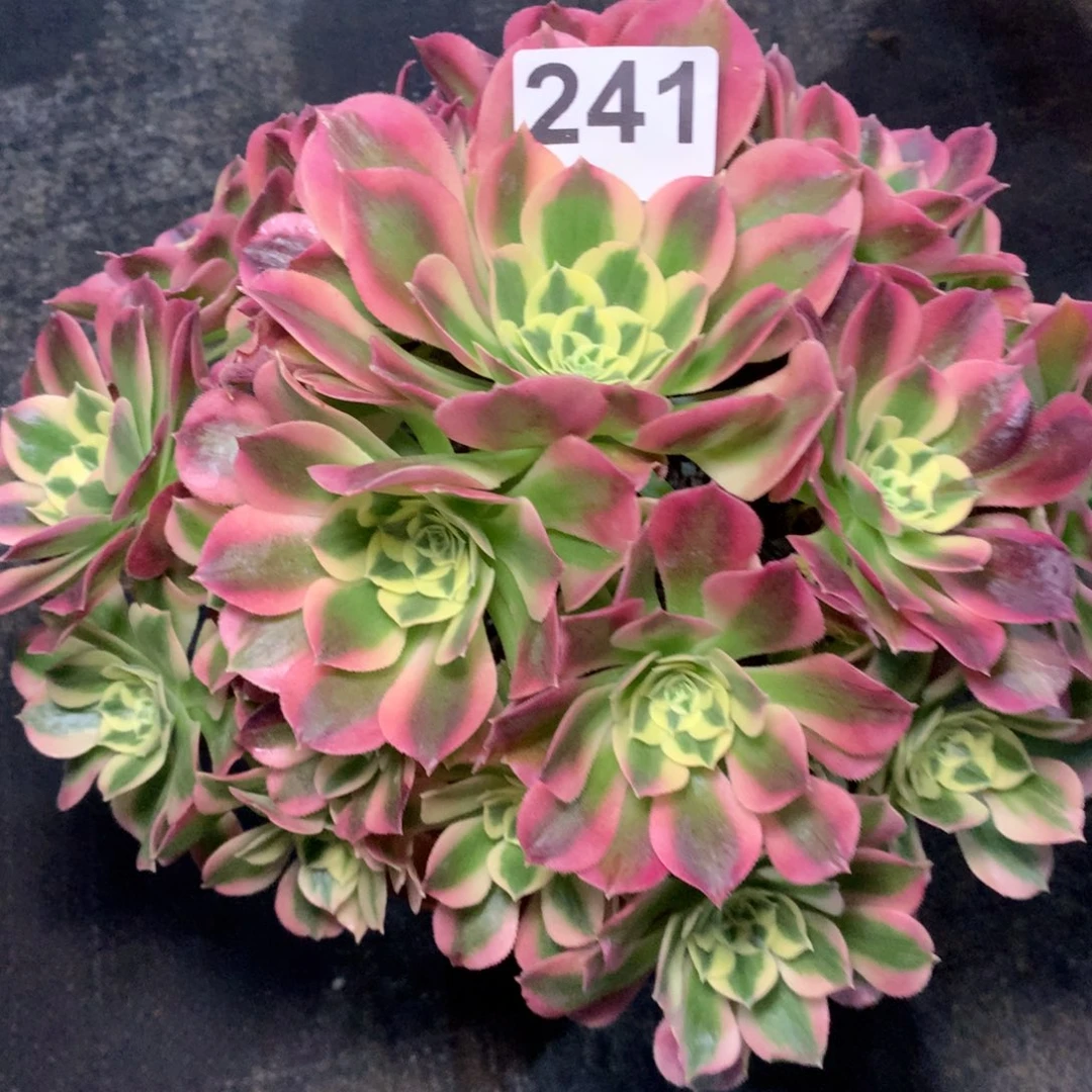 焦***道白凤法师241法师多肉植物200000