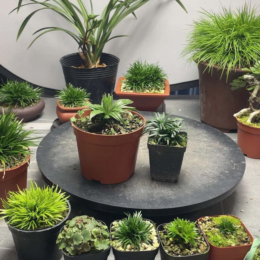 期***5无花朵兰花麦冬 棕竹组合