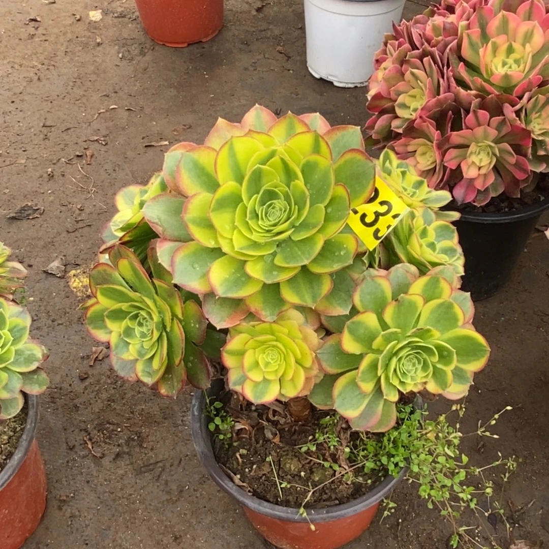 奶白多肉法师233