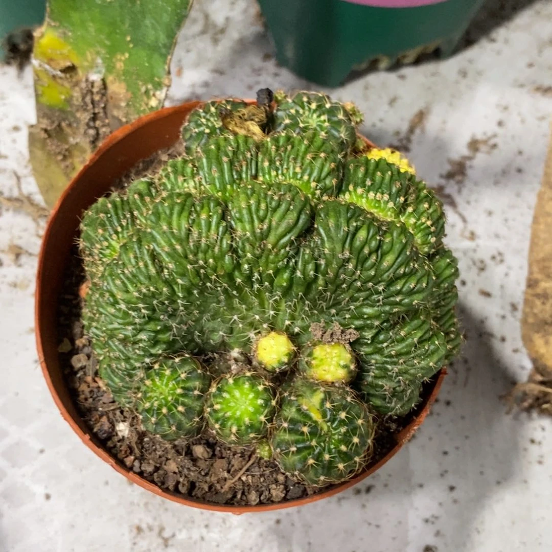 新品丽花缀化锦一物一拍7