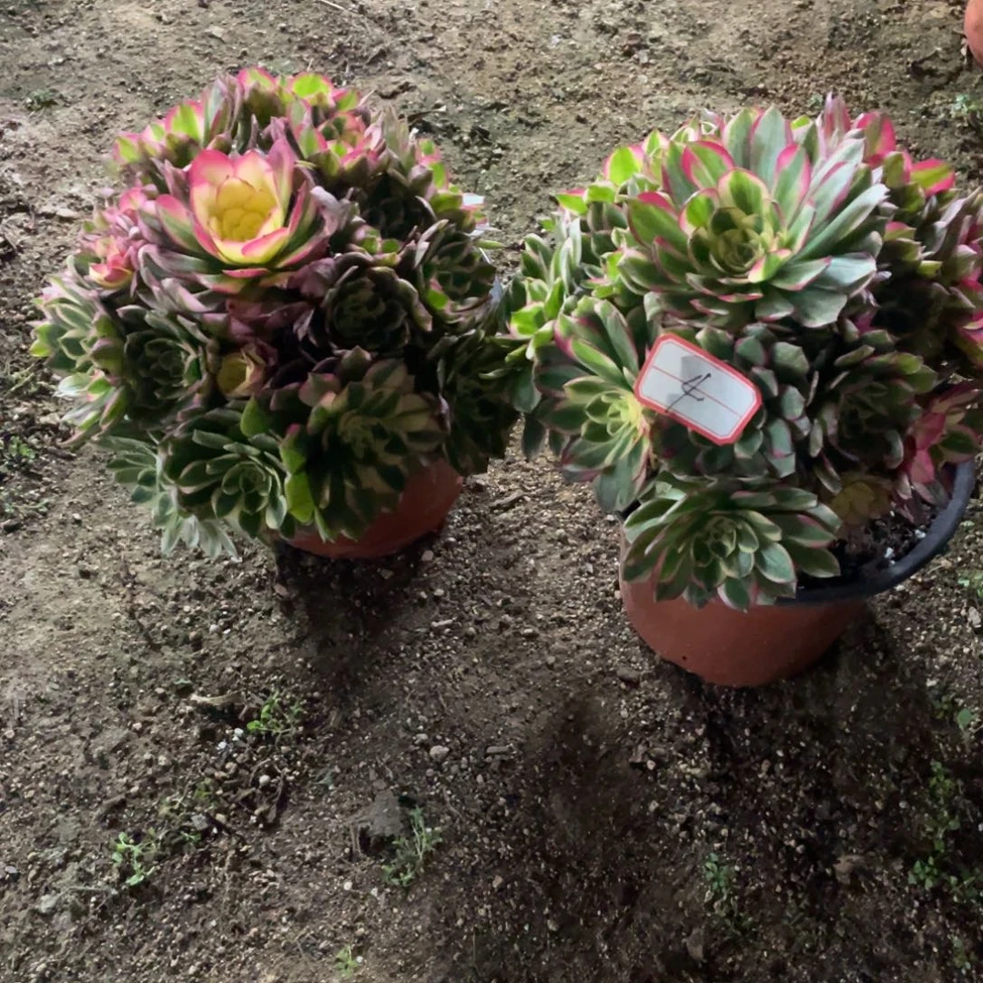 法师多肉植物等多