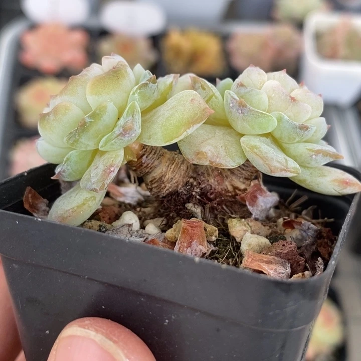 雪颜 多肉多肉 11.8