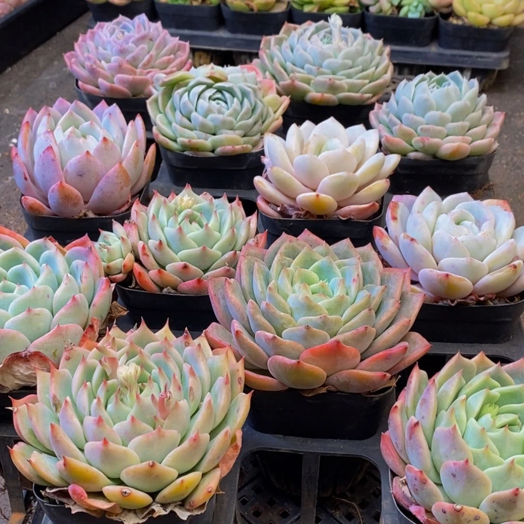 026多肉植物保护研究所所长助理研究员和