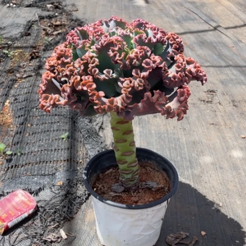 种****匠20 号包菜系列 1棵