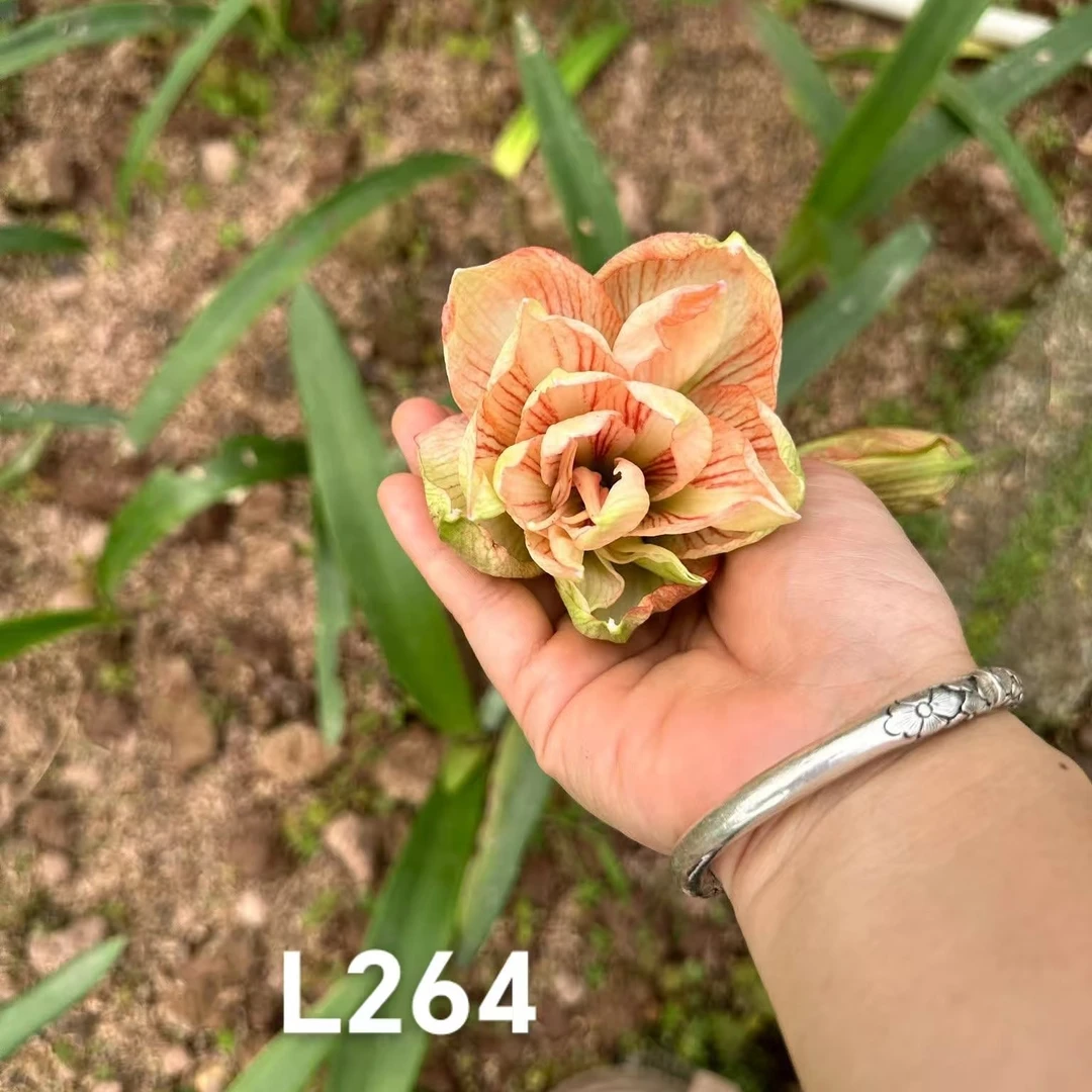 朱顶红【L264】5个球 越朱高品，只包对版，不包后期养护