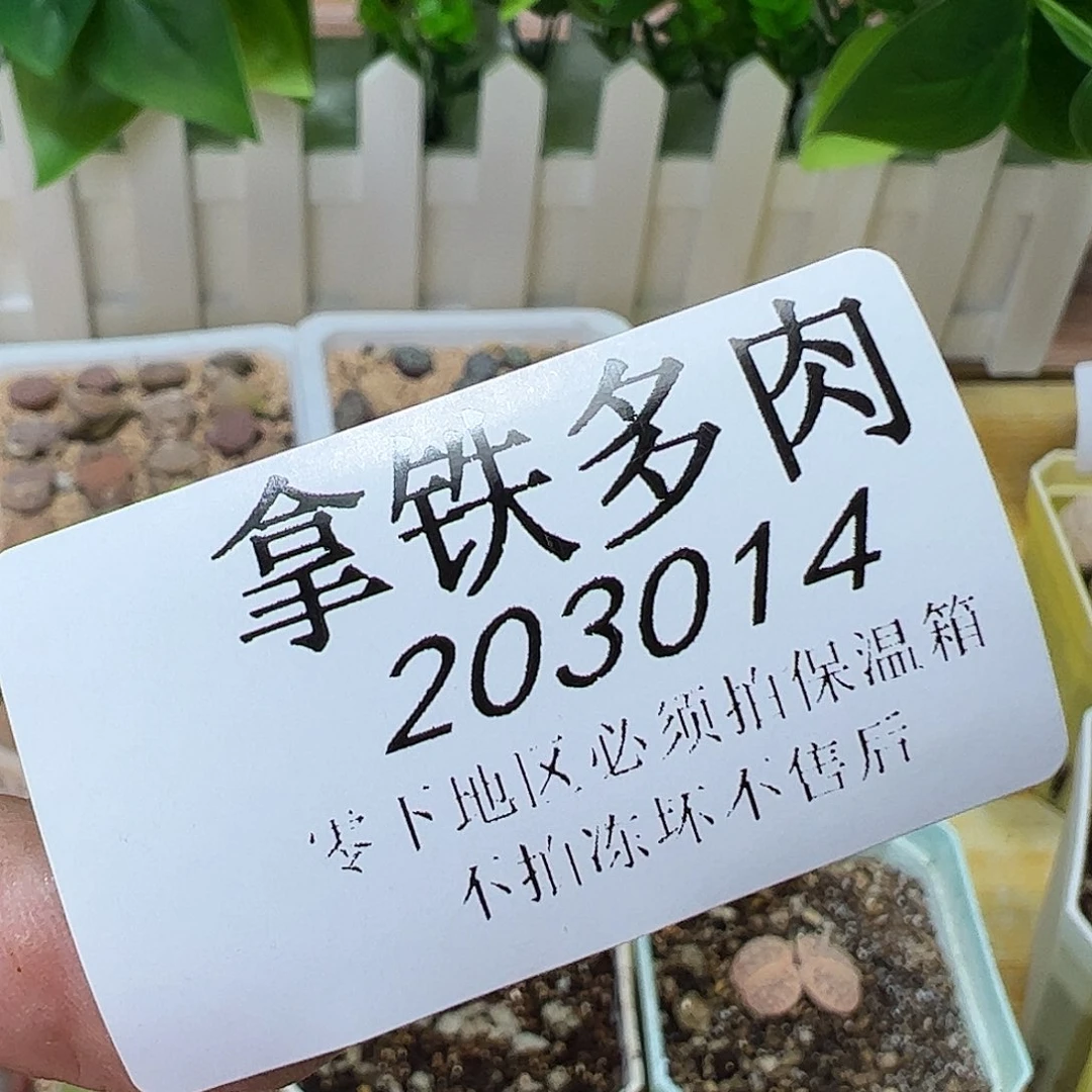 菲*红嘴2颗…恭喜发财