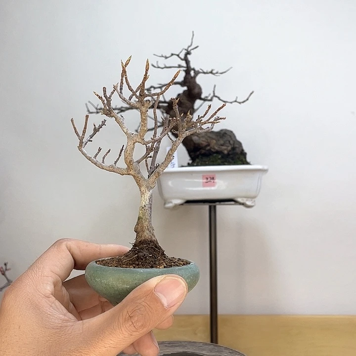 木本唐枫盆景盆栽